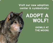 Symbolically adopt a wolf today!
